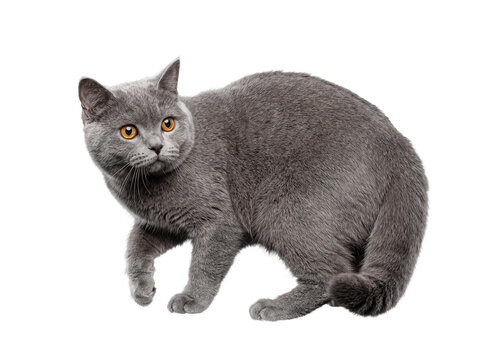 Alert British Shorthair cat with soft grey fur, walking with a curious expression directly at the camera.