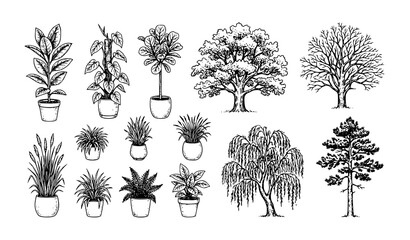 Architectural tree sketch vector set with hand drawn Rubber Plant and Philodendron illustrations © Rakibul
