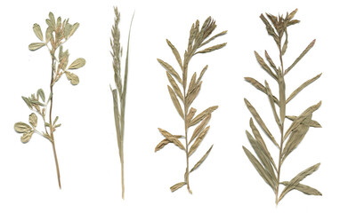 Fototapeta premium A collection of dried wild herbs. Herbarium