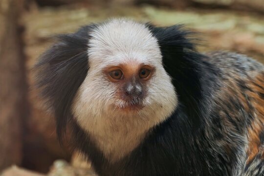 White-Headed Marmoset Portrait &mdash; Intense Gaze & Distinctive Fur