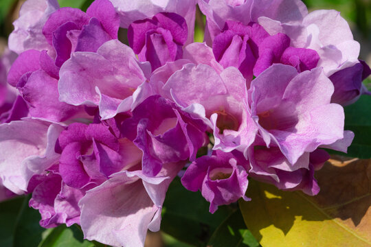 Close up macro shot of beautiful blooming purple garlic vine flowers clustered together in the garden. Vibrant botanical nature background concept for spring and tropical floral themes.