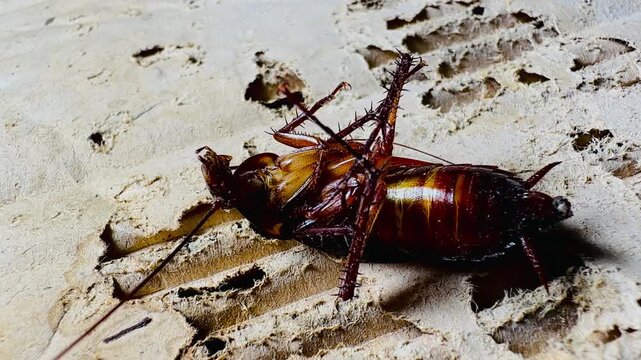 a dying cockroach lying face up on a dirty surface, revealing details of its legs, antennae, and body surface. This image raises questions about pest control, inf