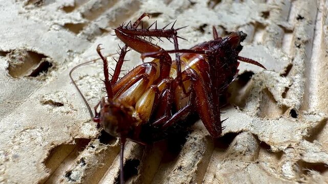 dying cockroach lying face up on a dirty surface, revealing details of its legs, antennae, and body surface. This image raises questions about pest control, inf