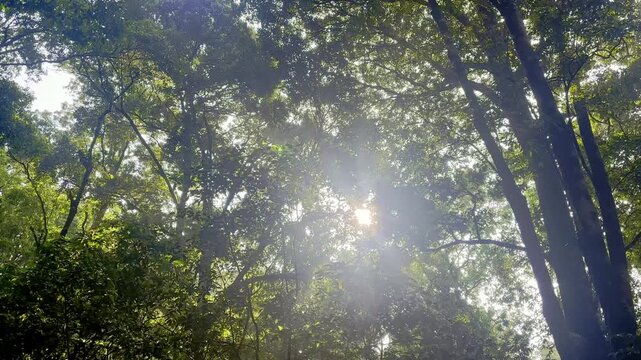Sunlight filtering through dense forest canopy