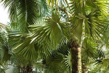 Exotic Fan Palm Tree with Texturized Trunk in Tropical Jungle © abramov_jora