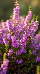 Fototapeta premium Bee on Heather Flowers - A Close-Up of Natures Beauty.
