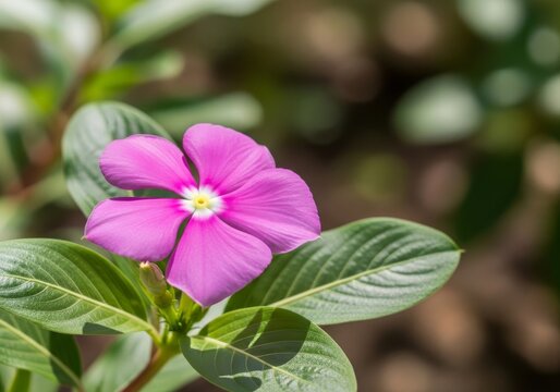Close-up of a vibrant pink periwinkle flower in full bloom.