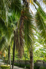 Fototapeta premium Tall green palm trees lining a path in a tropical park