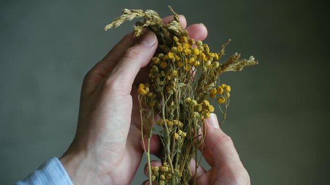 Close up female hands holding dried yellow tansy flowers and wormwood stems. Anthelmintic herbal remedy for brewing tea against parasites or room fumigation , natural alternative medicine