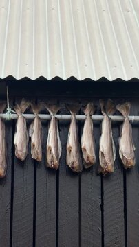 Dried cod stockfish hanging under the eaves of a traditional Faroese wooden house, Faroe Islands

