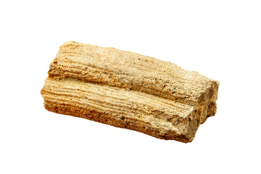 Petrified wood fossil piece, isolated on white background, showing layered texture and natural beige color, ancient specimen illustrating mineral replacement of organic material during fossilization