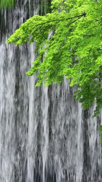 新緑の青モミジと流れ