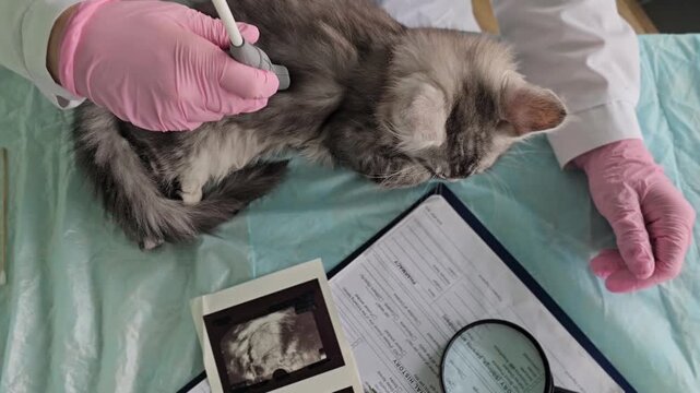 Female veterinarian examines cat using ultrasound in clinic