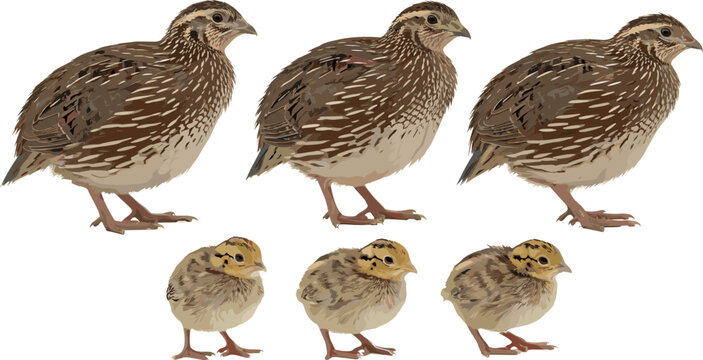 Quail Bird Set with Adult and Chick Illustrations in Various Poses and Sizes for Wildlife and Animal Design Themes