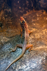 Fototapeta premium Spotted Lizard Resting on Rocky Surface in Natural Habitat
