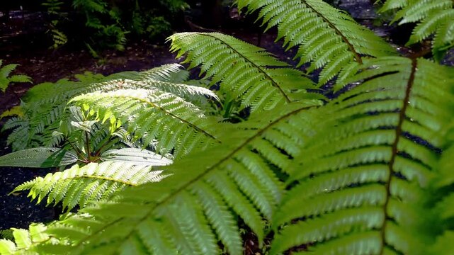 Close fern leaves in bright tropical forest