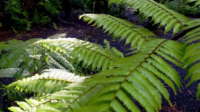 Sunlit fern leaves in lush forest closeup
