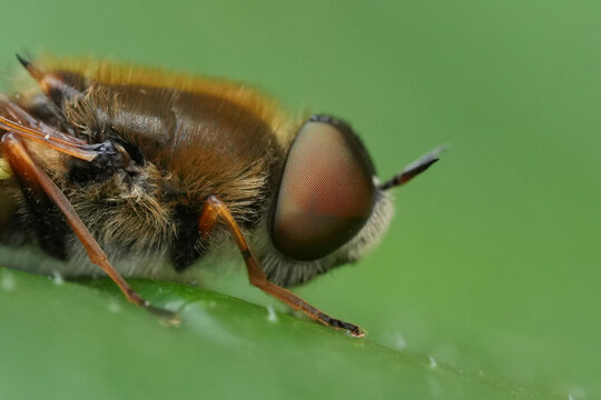 Extreme Macro View of a on a European soldier fly, the ornate brigadier, Odontomyia ornata with Prominent Compound Eye and Hairy Body on a Green Leaf Surface