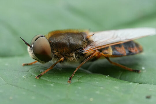 Extreme Macro View of a on a European soldier fly, the ornate brigadier, Odontomyia ornata with Prominent Compound Eye and Hairy Body on a Green Leaf Surface