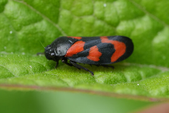 Closeup on a vibrant black and red planthopper Cicada,  Cercopis vulnerata on a green leaf