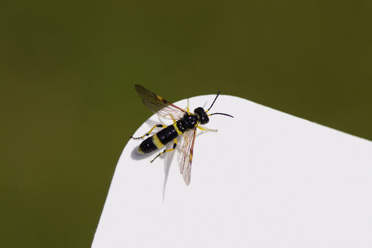 Sawfly Tenthredo zonula. Subfamily Tenthredininae. Family Tenthredinidae. On a white paper. Spring, May, Netherlands