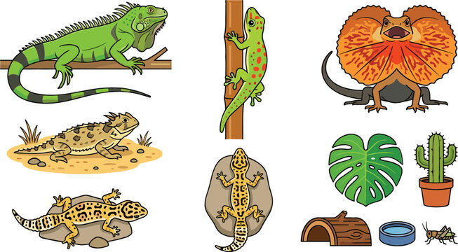 Reptile and Terrarium Collection Vector Illustration Featuring Iguana Gecko Bearded Dragon Frilled Lizard and Exotic Pet Habitat Elements