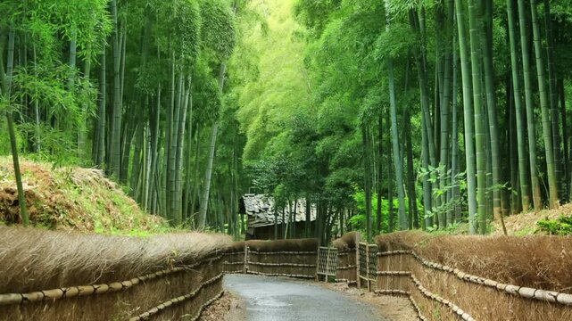 竹林の道