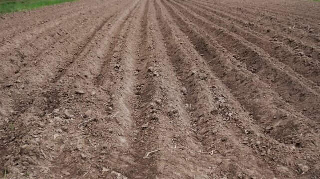 Potato furrows in rural agricultural field. Rows of cultivated soil with symmetrical ridges and parallel lines, typical of vegetable farming. Potato field in spring after sowing.