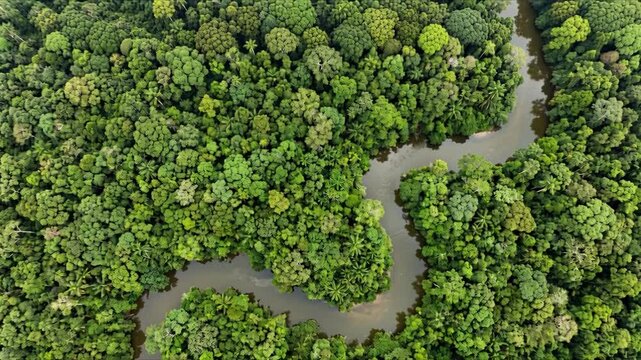 Rainforest aerial view drifting forward over a lush green canopy with a winding river shimmering through the dense jungle below