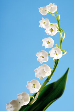 Lily of the valley, convallaria majalis