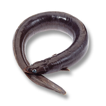 Eel (Anguilliformes), elevated view