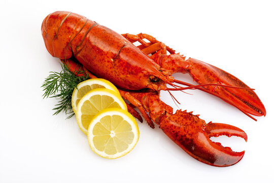 Lobster with slices of lemon