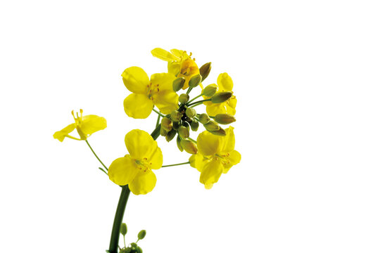 Rape bloom, (Brassica napus), close-up