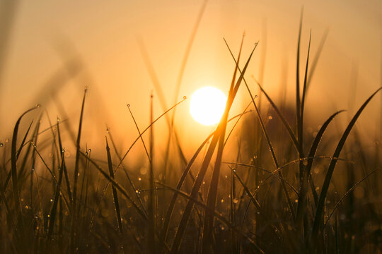 Blades of grass with morning dew at sunrise