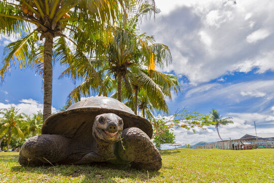 Seychellen, Praslin, Curieuse Island, Aldabra giant tortoise