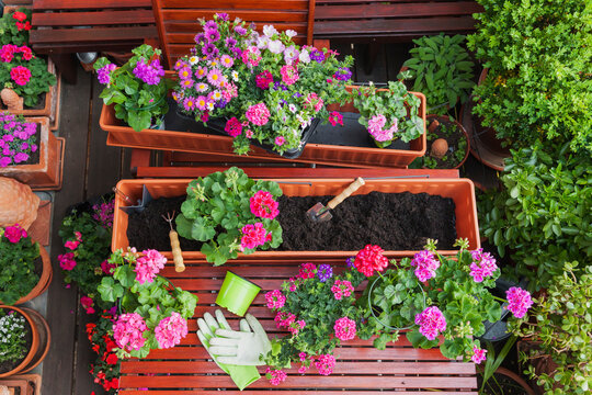 Gardening, different spring and summer flowers, flower box and gardening tools on garden table