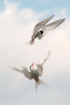 Germany, Schleswig-Holstein, Terns, sternidae