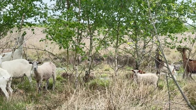 Mixed Herd of Goats Sheep Heidschnucken and Lambs in Moor Landscape - Large mixed herd of goats, sheep, Heidschnucken and lambs grazing and resting in a wide natural moor landscape. Traditional grazin