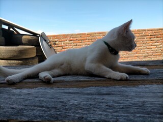 White cat cushions. High quality photo © Suryaning Bawono