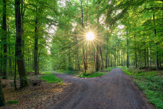 Germany, Bavaria, Franconia, Spessart, Track in forest, sun with sunbeams