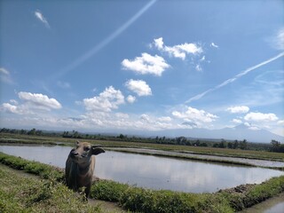 Obraz premium Buffalo rice field. High quality photo