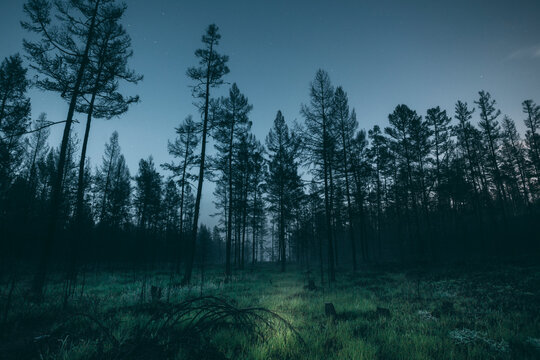 Forest at night