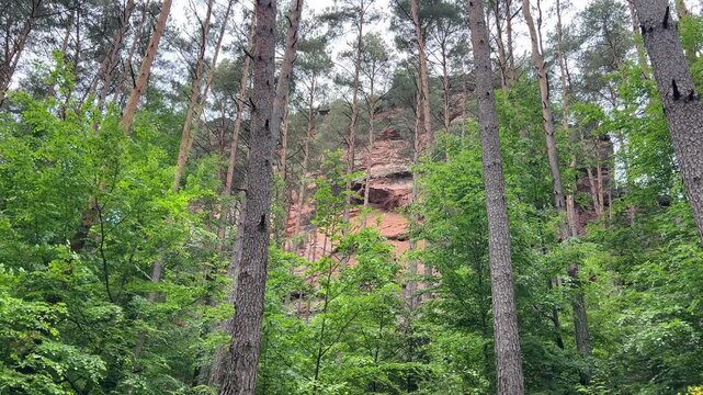 Pfalz im Sommer