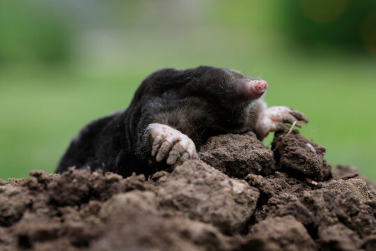 European Mole on mole hill
