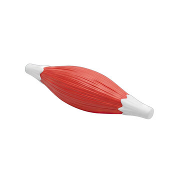 Anatomical Model of a Skeletal Muscle