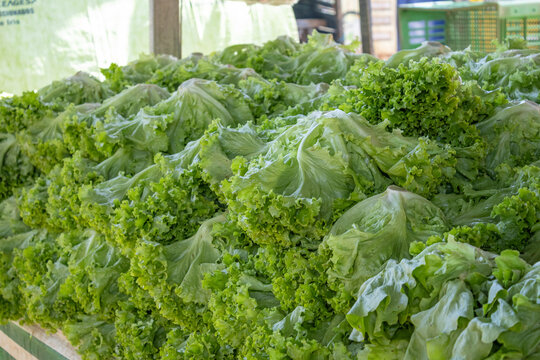 Fresh Organic Green Leaf Lettuce Heads Stacked at a Farmers Market