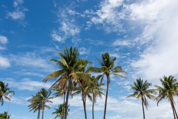 Fototapeta premium Tropical Coconut Palm Trees Under Bright Blue Summer Sky.