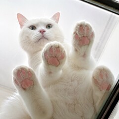 Close-up view of a fluffy white cat standing on a transparent glass surface © Eliza