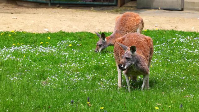 The red kangaroo, Macropus rufus is the largest of all kangaroos, the largest terrestrial mammal native to Australia, and the largest extant marsupial.