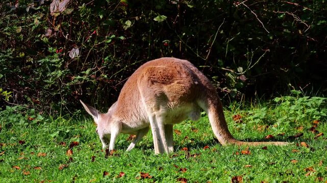 The red kangaroo, Macropus rufus is the largest of all kangaroos, the largest terrestrial mammal native to Australia, and the largest extant marsupial.